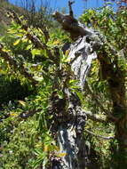 Image of Fuchsia lycioides Andr.