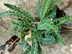 Plancia ëd Asplenium ceterach L.