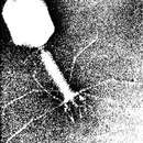 Image of Enterobacteria phage T4