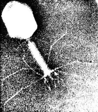 Plancia ëd Enterobacteria phage T4