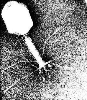 Image of Enterobacteria phage T4