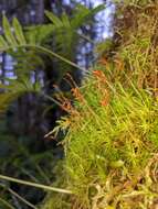 Image of Broom Moss