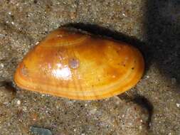 Image of Banded wedge shell