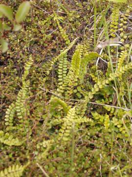 Image of Pellaea rotundifolia (G. Forst.) Hook.