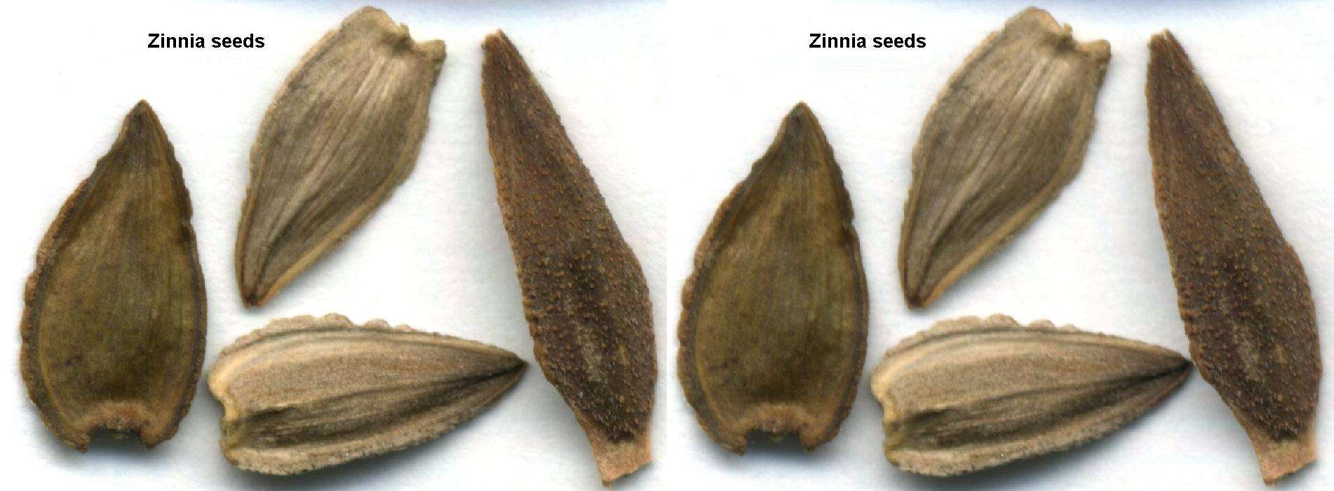 Image of zinnia