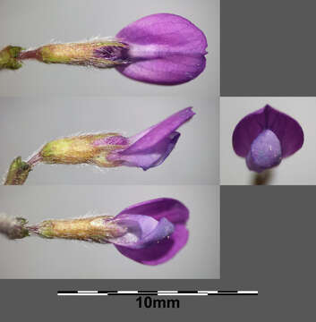 Imagem de Vicia lathyroides L.