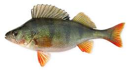 Image of Perch