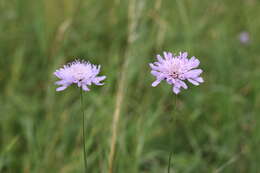 Слика од Knautia arvensis (L.) Coulter