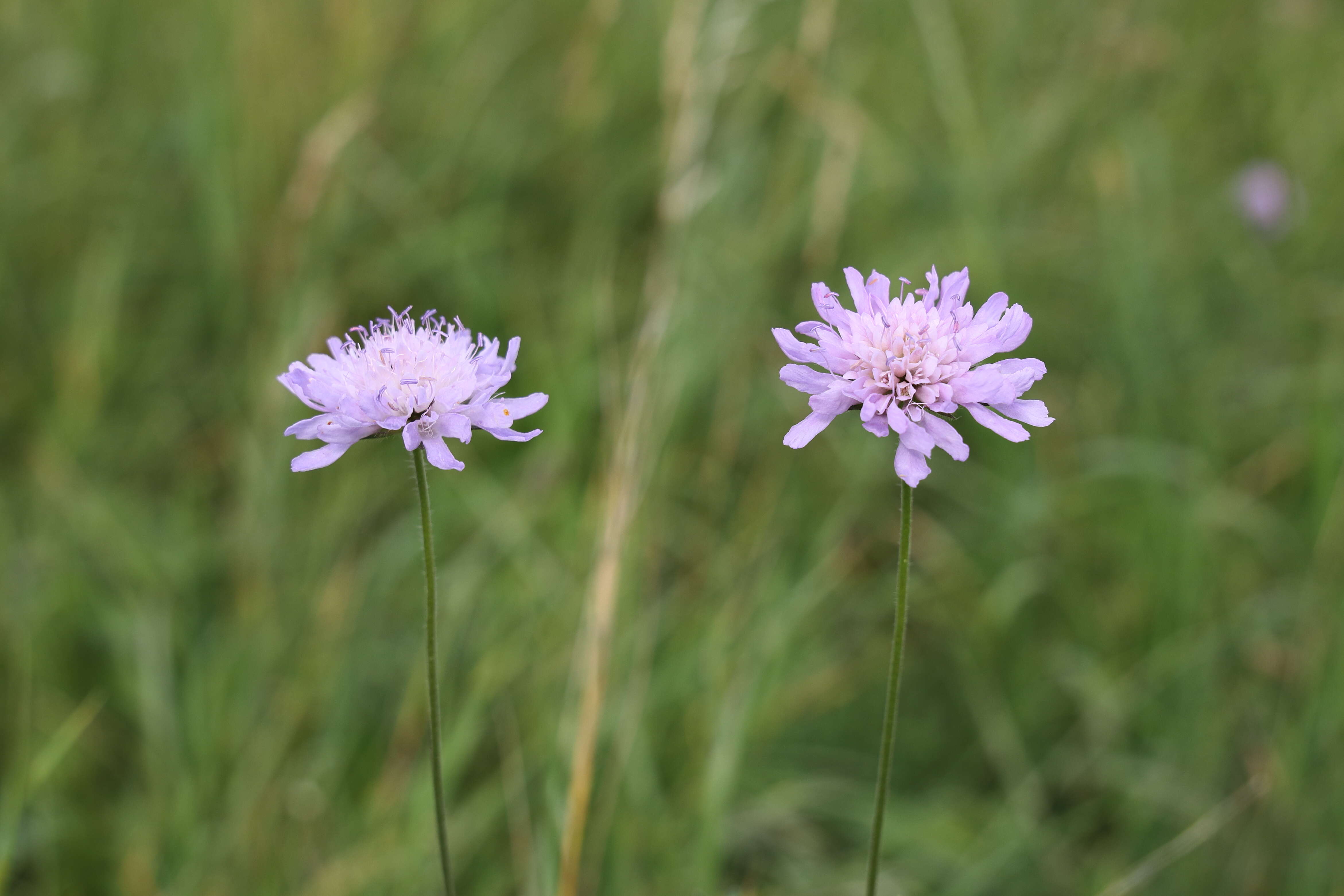 Слика од Knautia arvensis (L.) Coulter