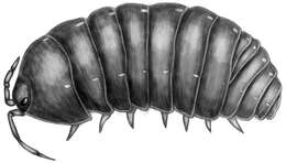 Image of Pill woodlouse