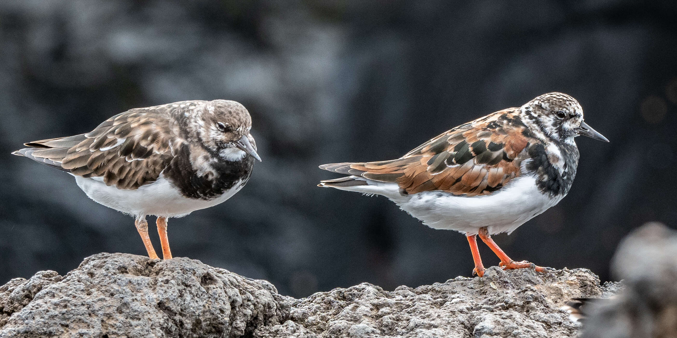 Image of Ruddy Turnstone