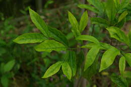 Image of Wright's Gardenia