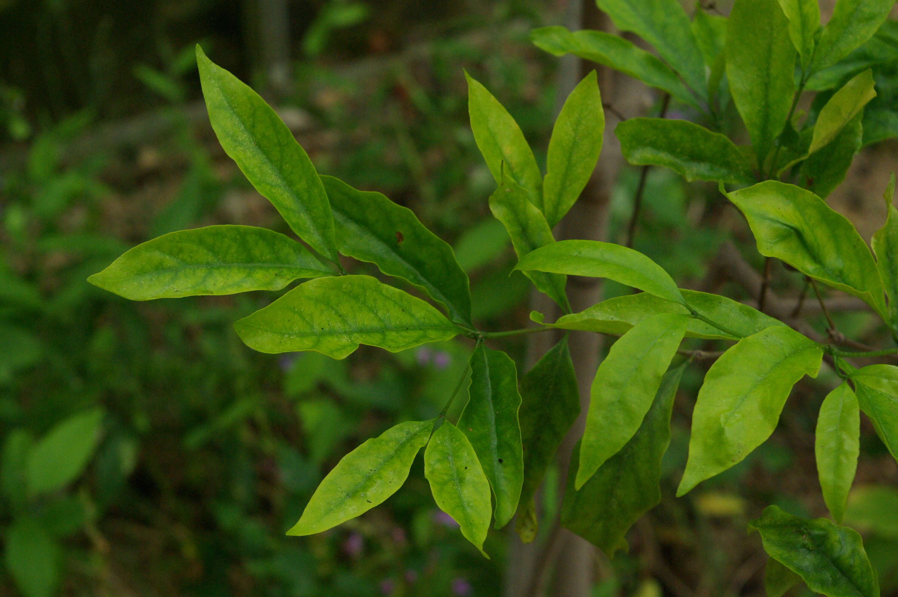 Image of Wright's Gardenia