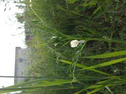 Image of smooth yellow vetch