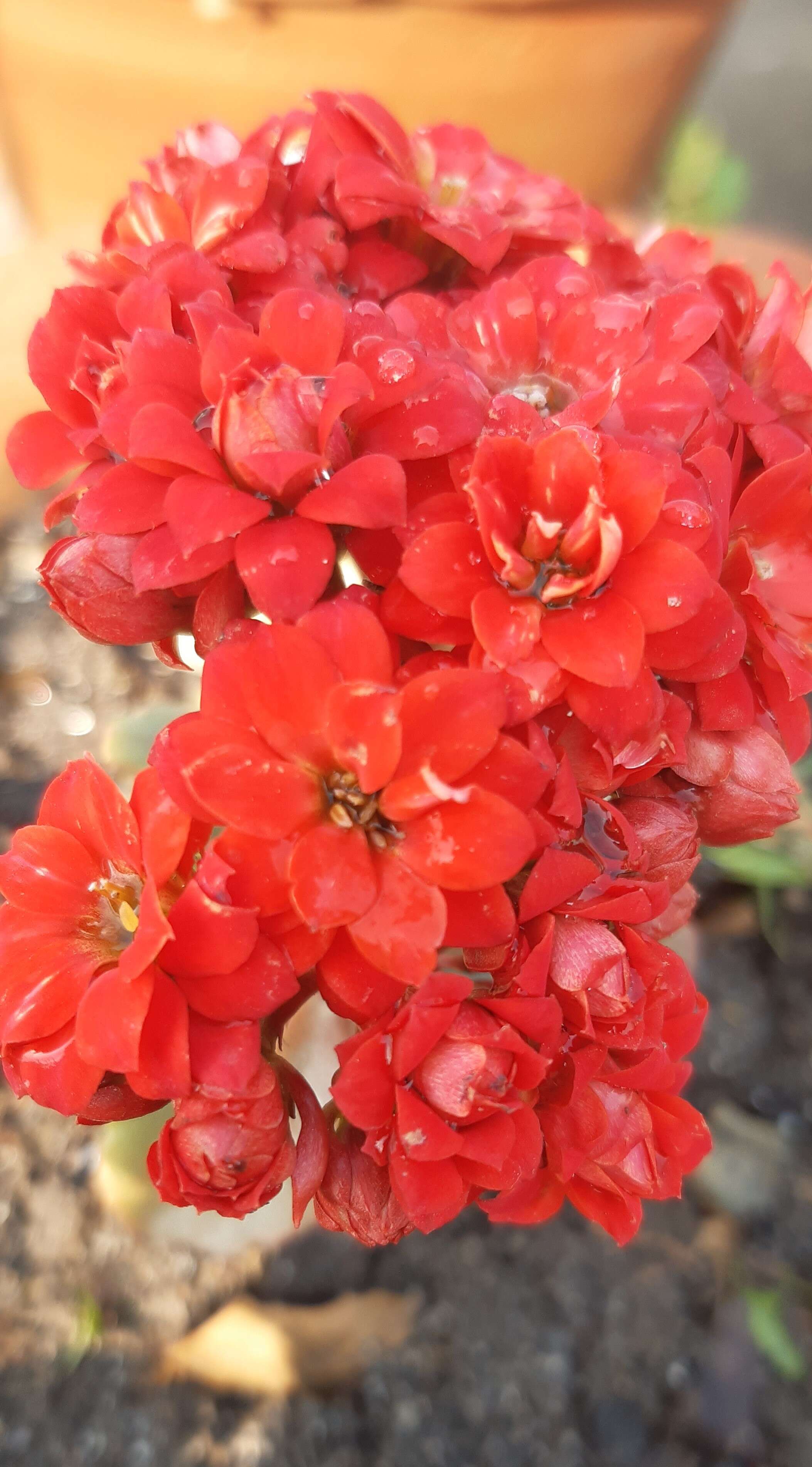 Image of Madagascar widow's-thrill