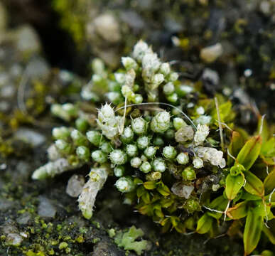 Imagem de Bryum argenteum Hedwig 1801