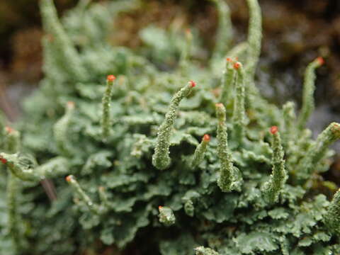 Image of Cladonia macilenta