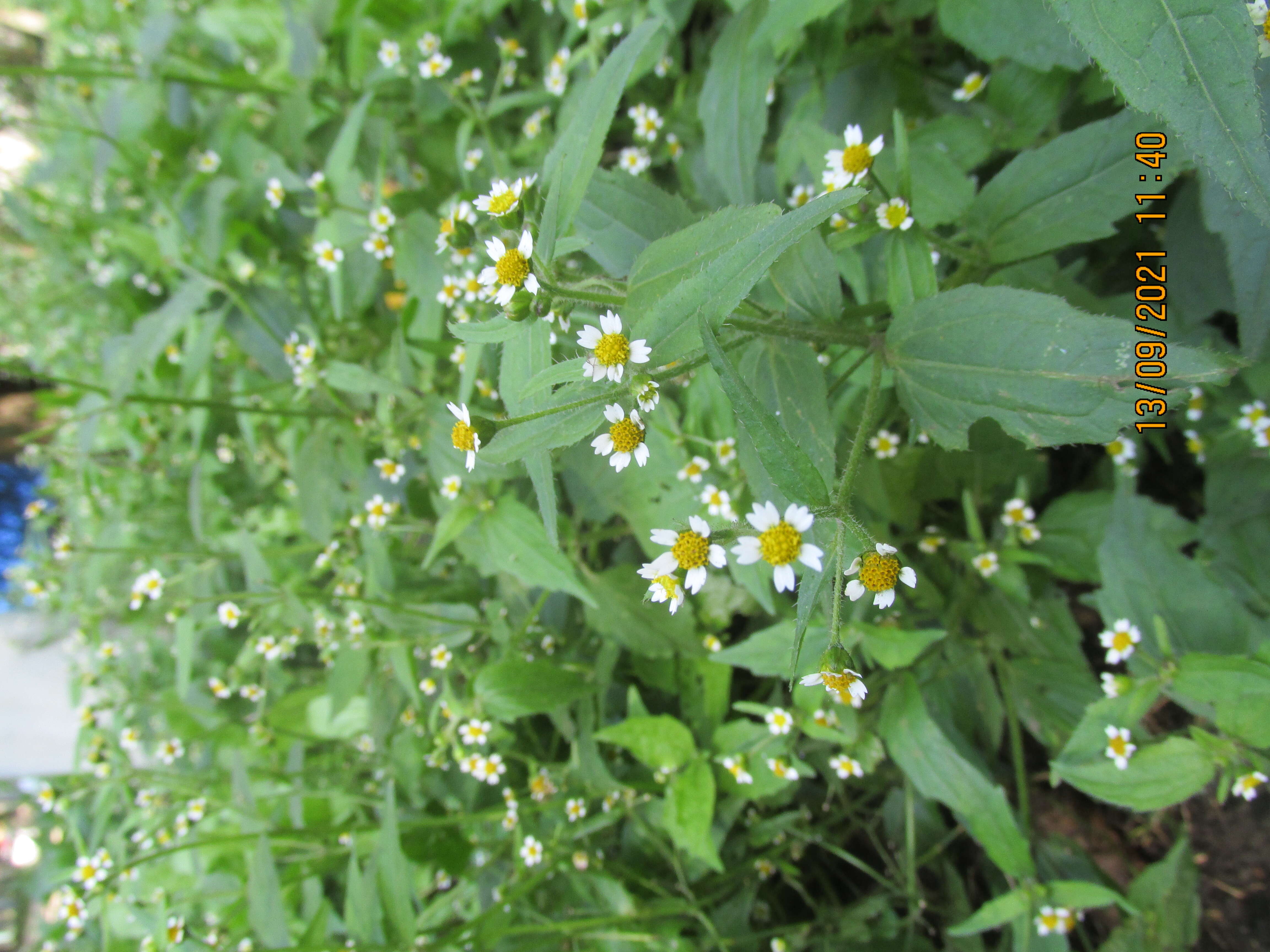 Image of Smooth peruvian daisy