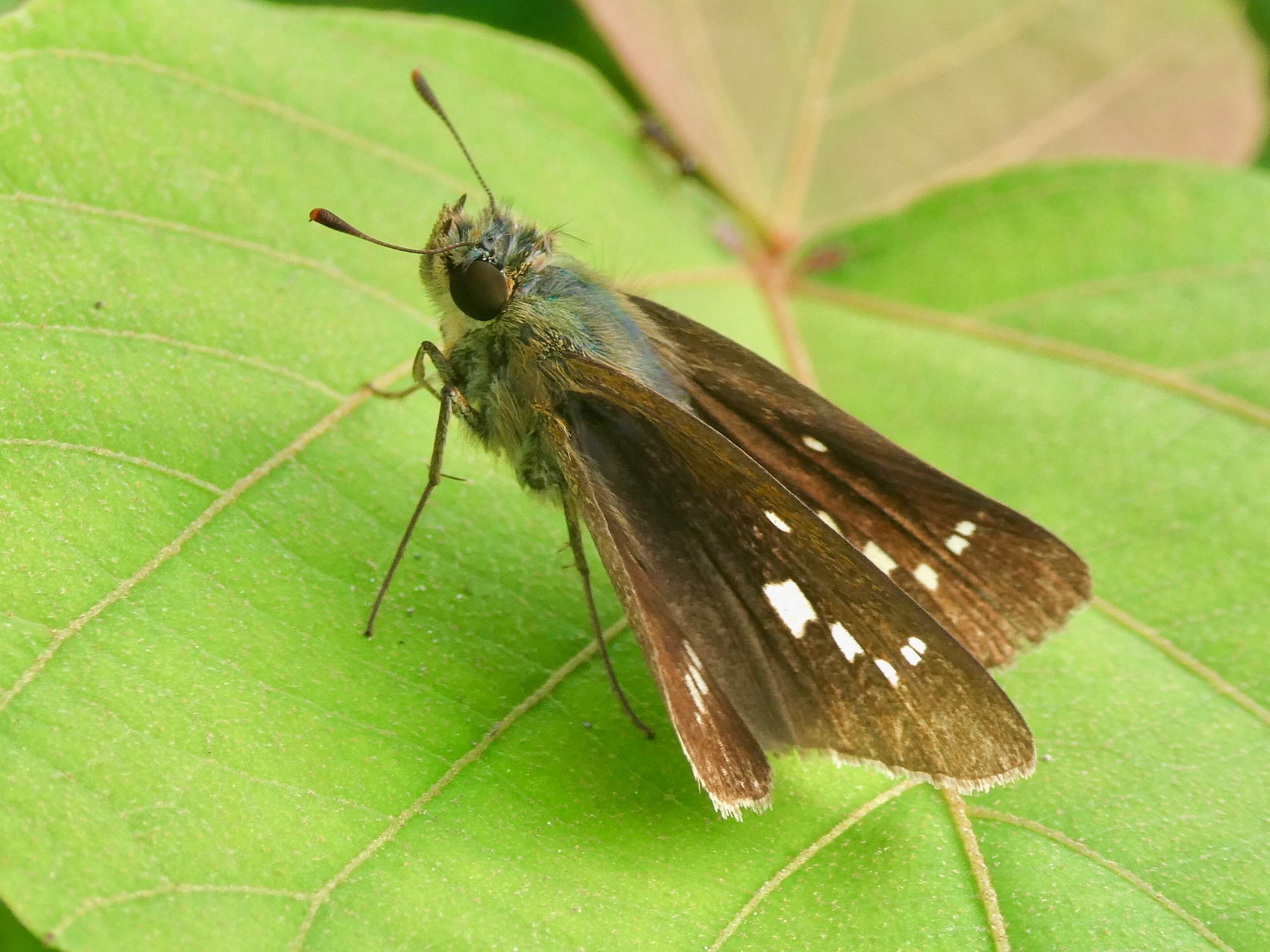 Image of Zinaida pellucida