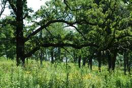 Image of Bur Oak