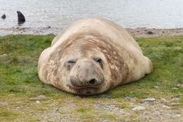 Image of South Atlantic Elephant-seal