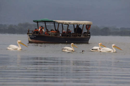 Image of Great White Pelican