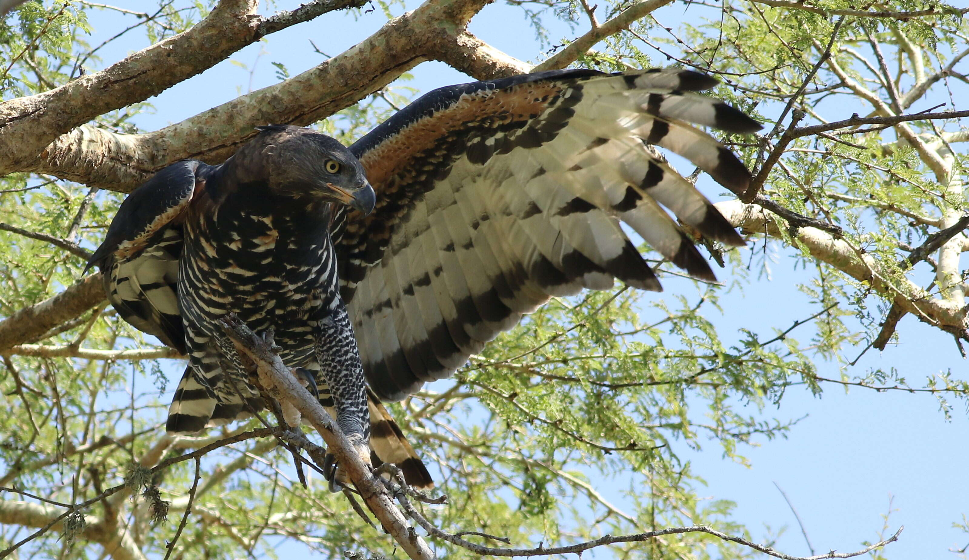 Image of Stephanoaetus Sclater & WL 1922