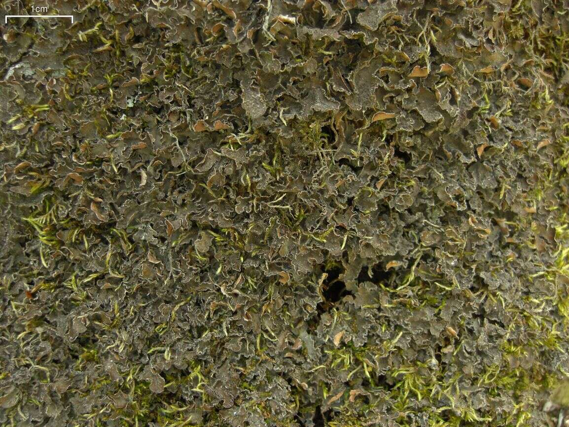 Image of Powdery kidney lichen