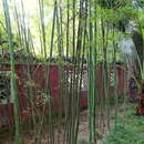 Imagem de Phyllostachys meyeri McClure