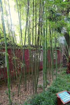 Imagem de Phyllostachys meyeri McClure