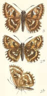 Image of Mallow Skipper