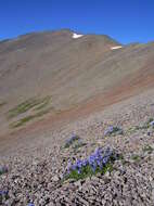 Image of sticky polemonium