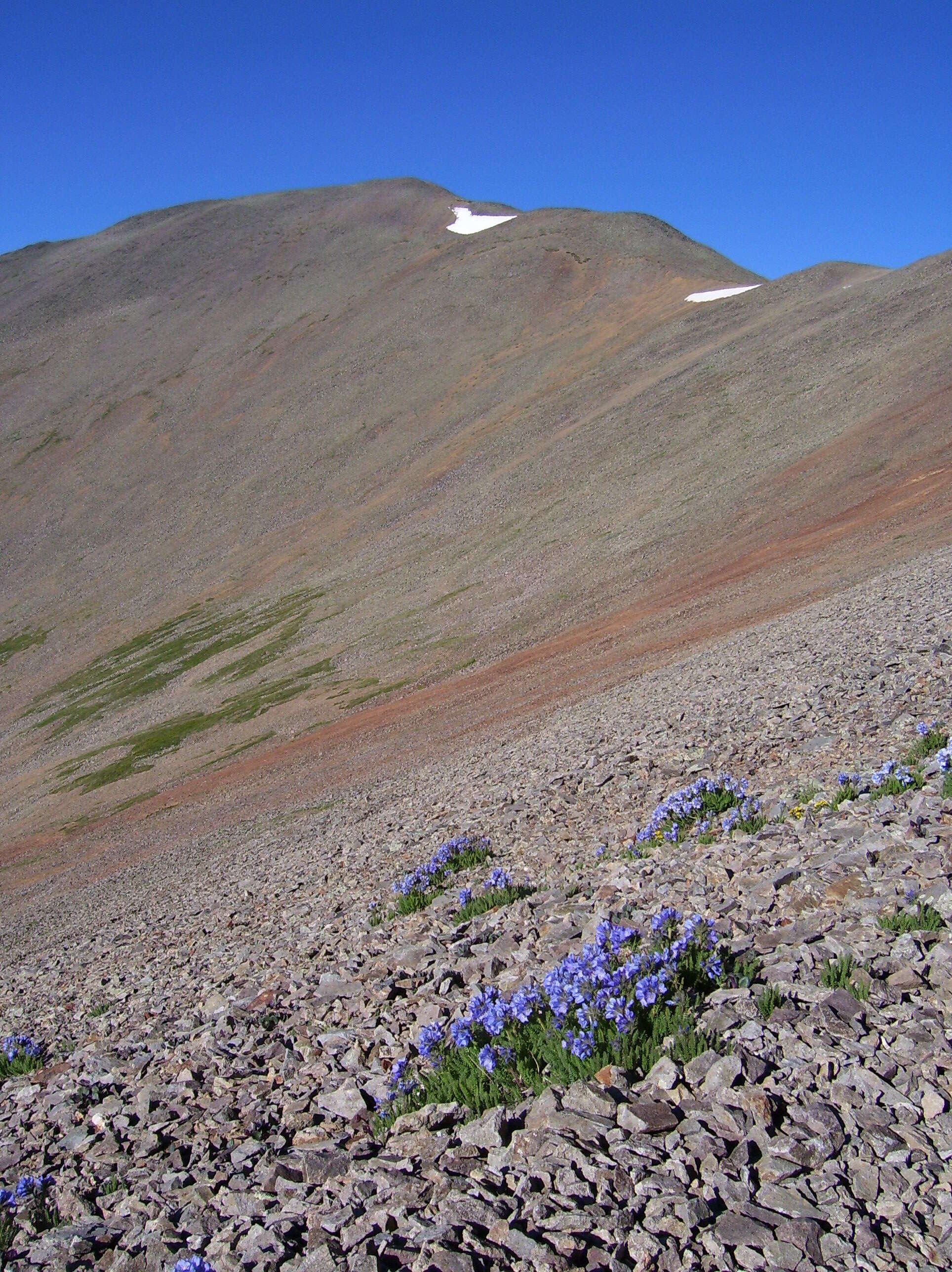 Image of sticky polemonium