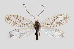 Image of Brown lacewing