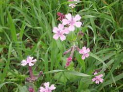 Silene aegyptiaca (L.) L. fil.的圖片