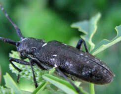 Image of White-spotted Sawyer