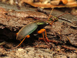 Image of Vivid Metallic Ground Beetles