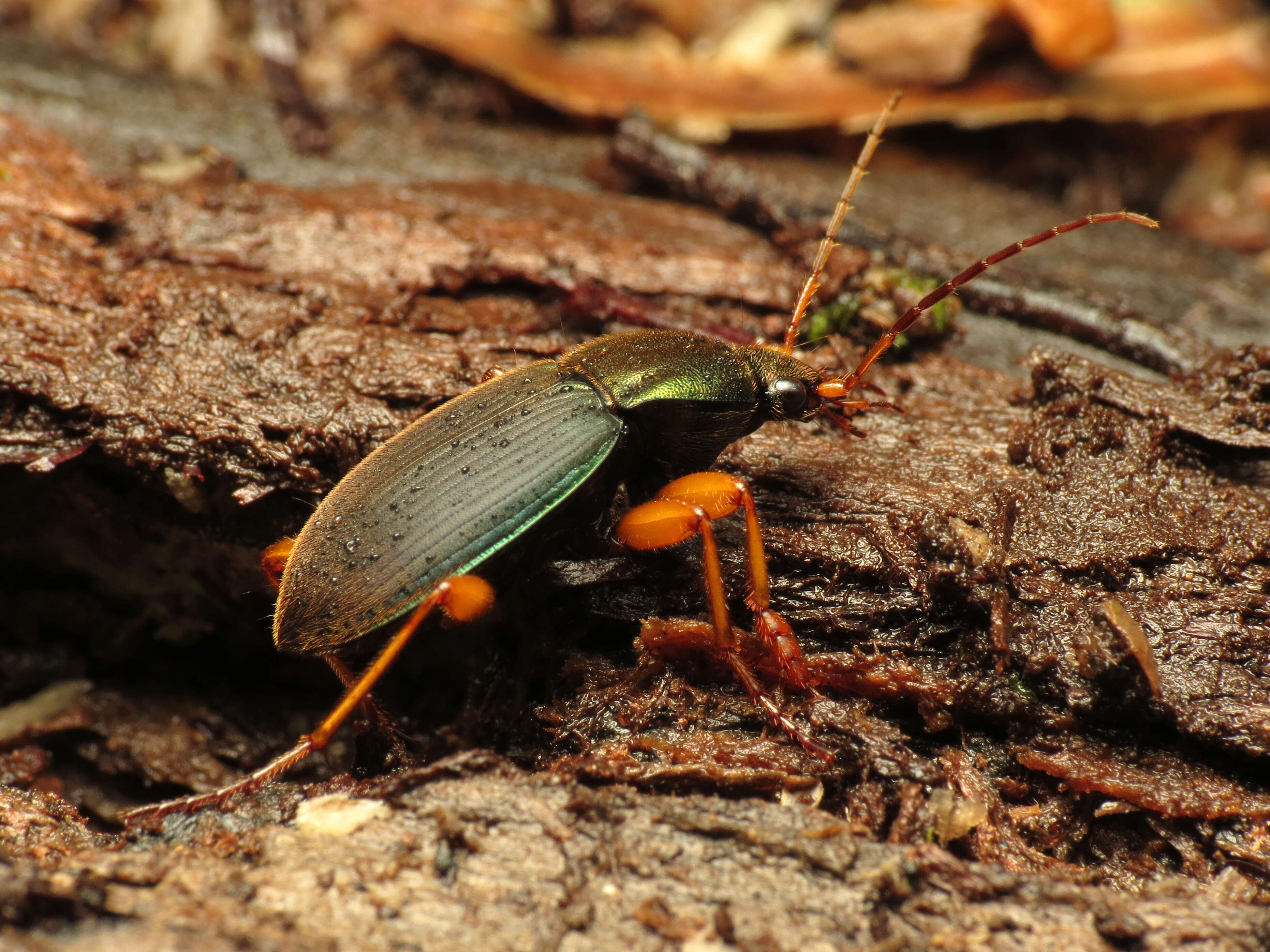 Image of Vivid Metallic Ground Beetles