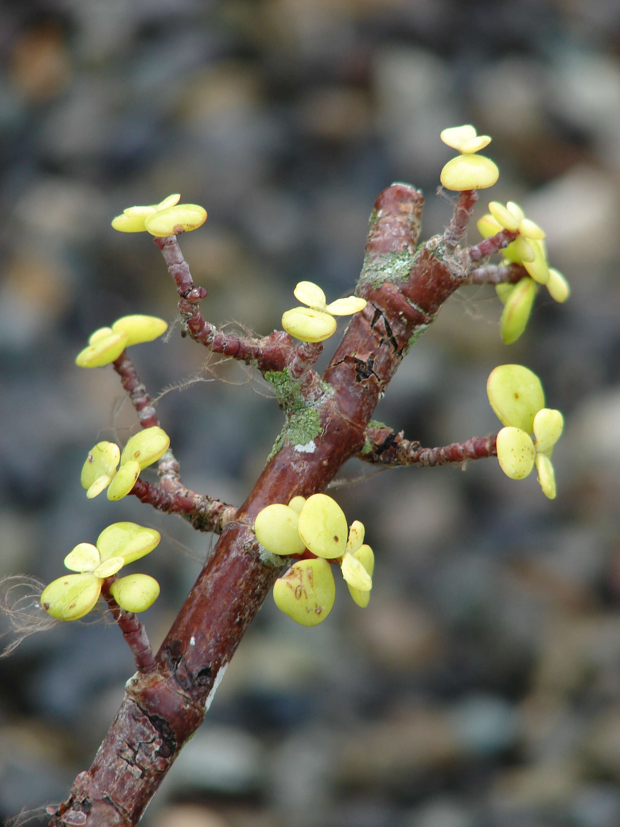 Image of portulacaria