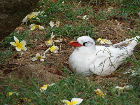 Image of Red-tailed Tropicbird