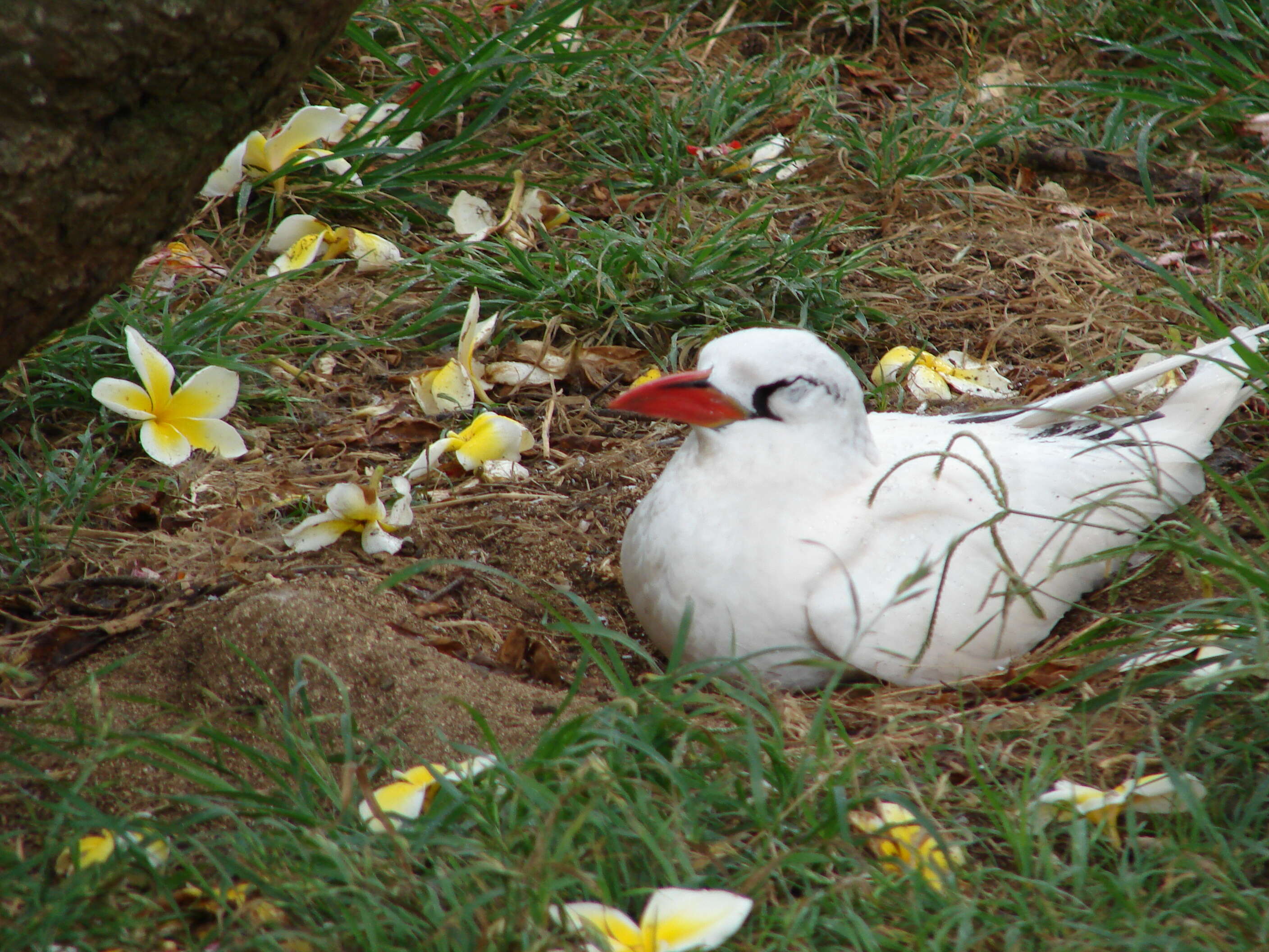 Image of Red-tailed Tropicbird