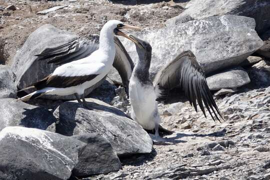 Image of Nazca Booby