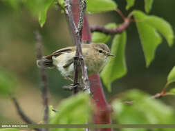 Image of Mountain Chiffchaff