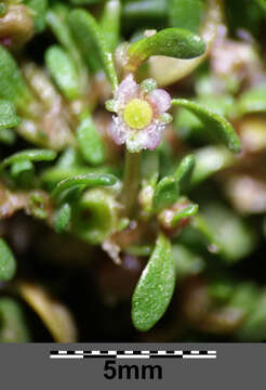 Image of eight-stamened waterwort