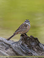 Image of European Rock Bunting