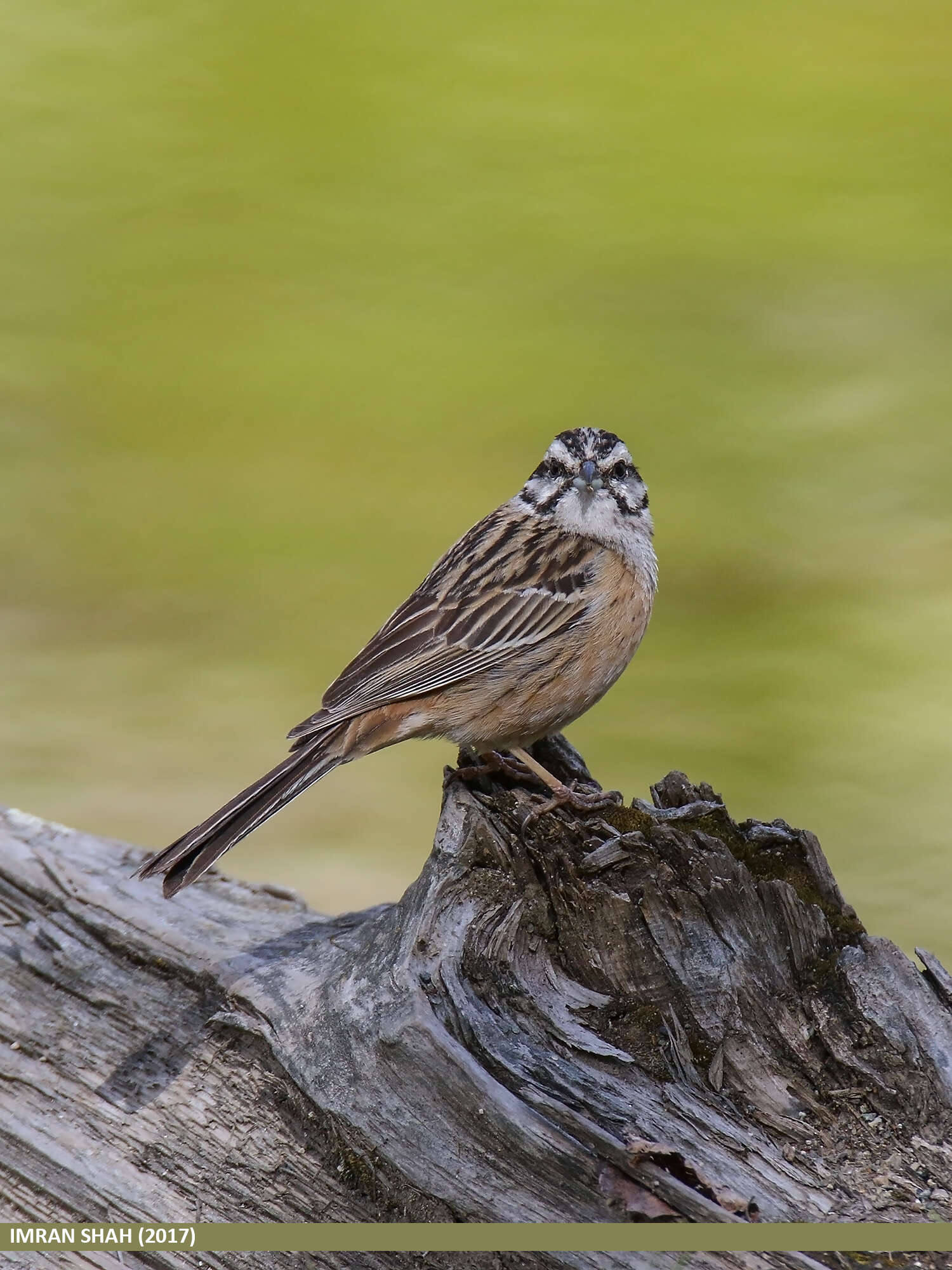 Image of European Rock Bunting