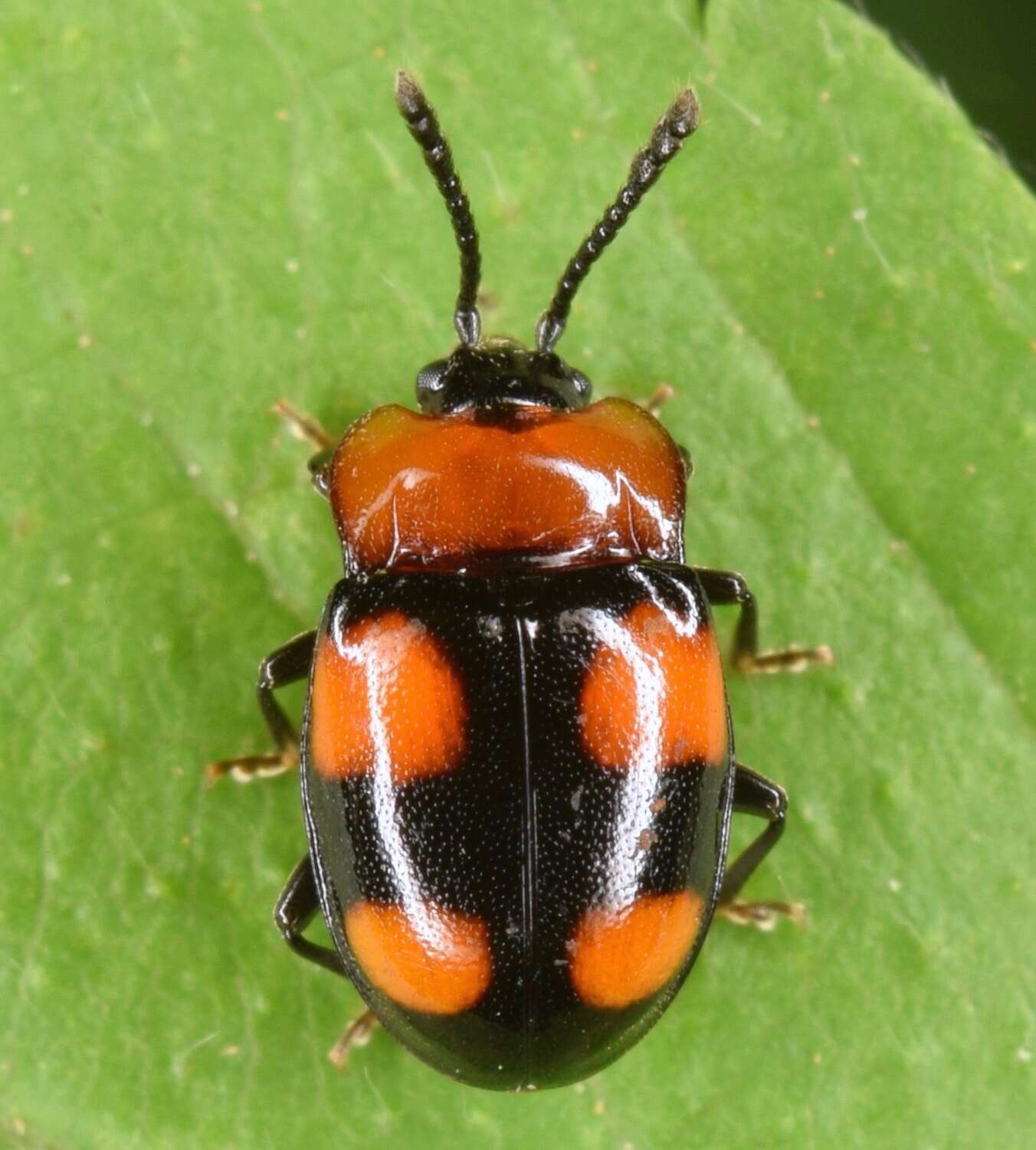 Слика од Mycetina perpulchra (Newman 1838)