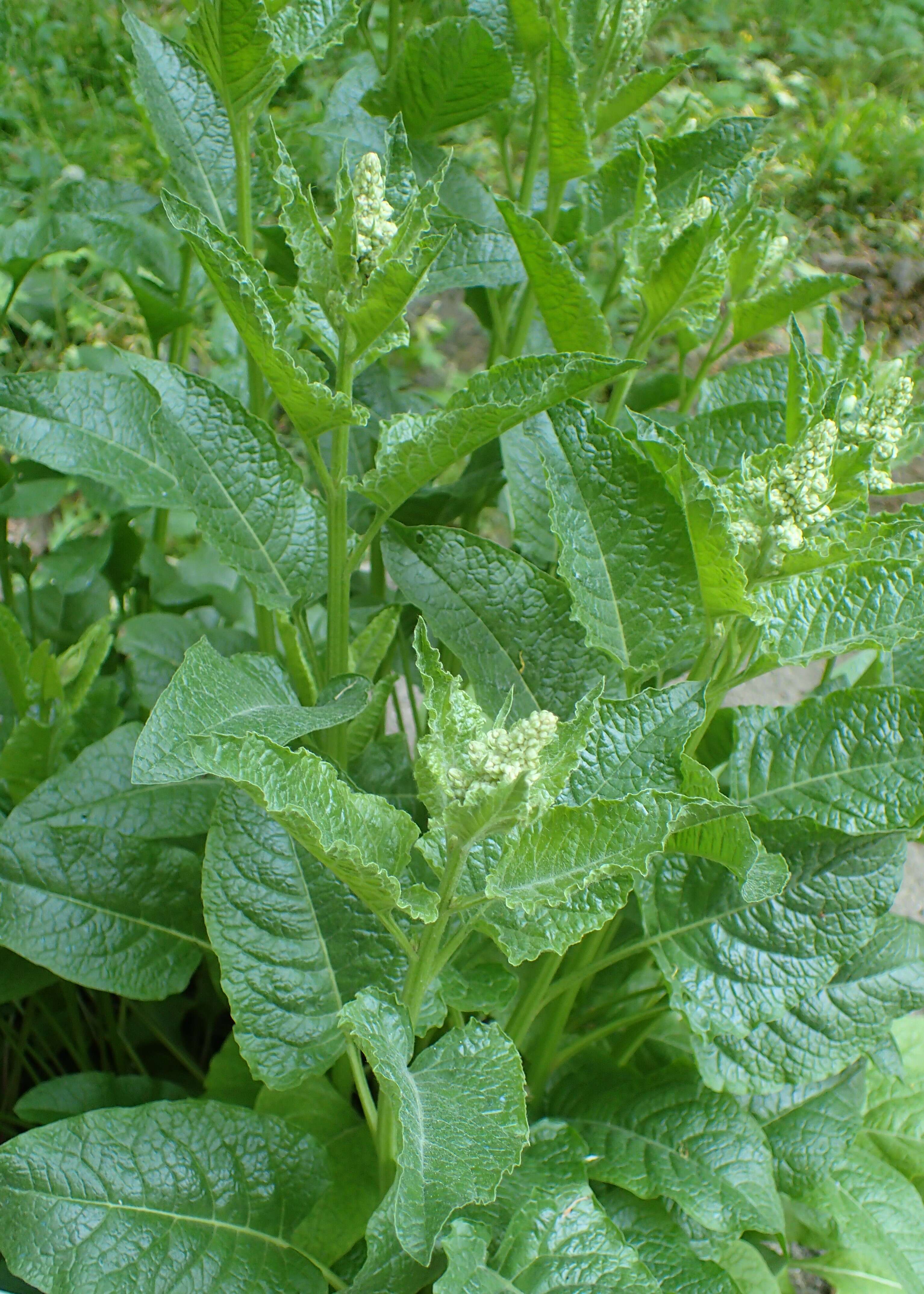 Plancia ëd Beta trigyna Waldst. & Kit.