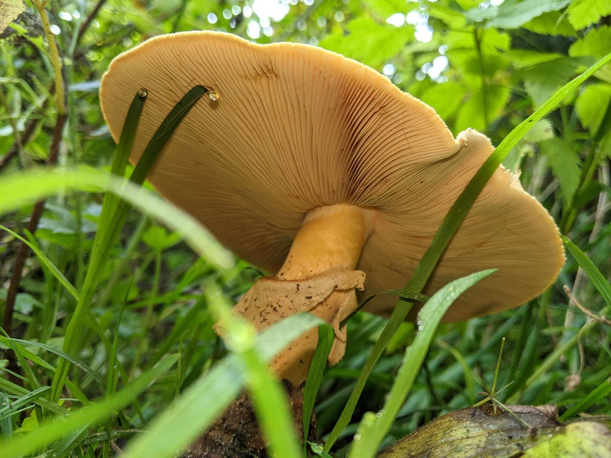 Image of Phaeolepiota