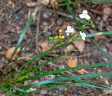 Image of Libertia ixioides (G. Forst.) Spreng.